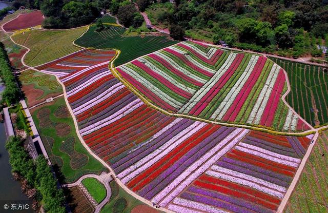 顛覆！裂變！賦能！互聯(lián)網(wǎng)+農(nóng)業(yè)領(lǐng)域的“豬飛起來了”